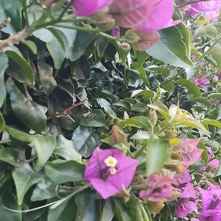 Casa Flora Con Giardino