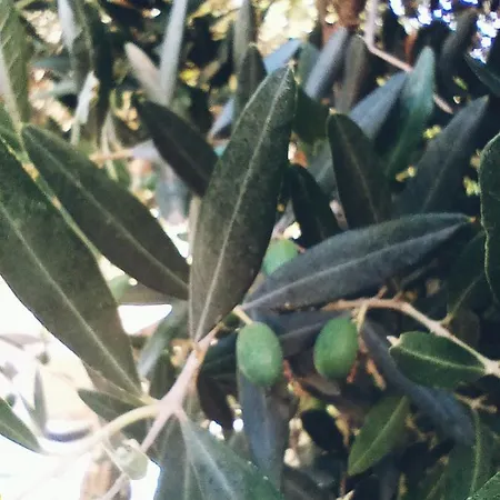 דירה Casa Flora Con Giardino *